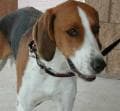 Fox Hound