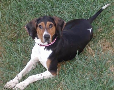 Fox Hound