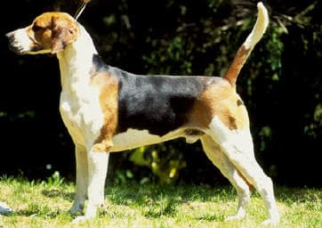 Fox Hound