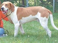 Fox Hound