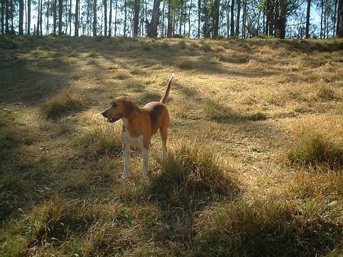 Fox Hound
