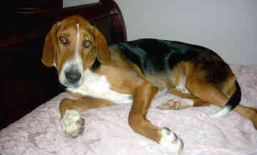 Fox Hound