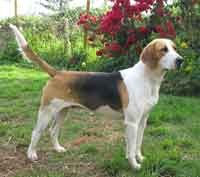 Fox Hound