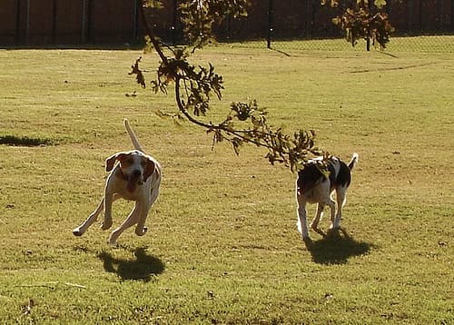 Fox Hound