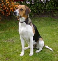 Fox Hound