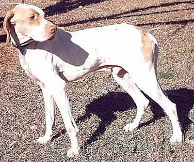 Fox Hound