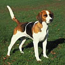 Fox Hound