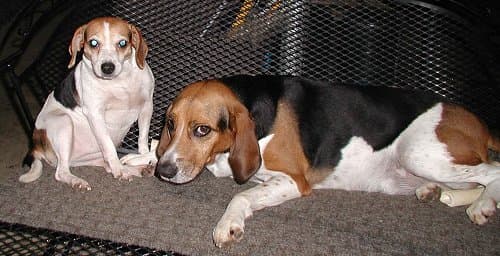 Fox Hound