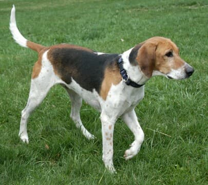 Fox Hound