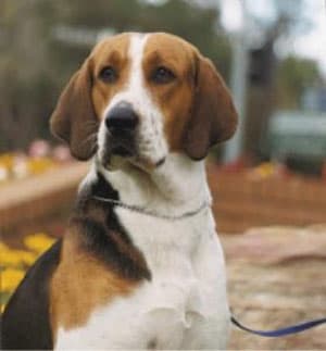 Fox Hound