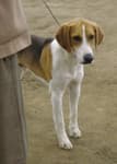 Fox Hound