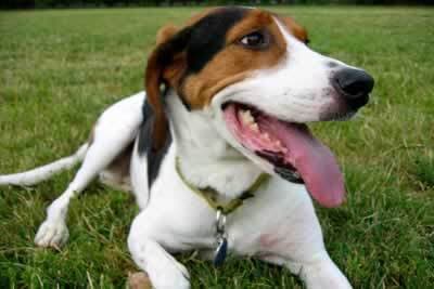 Fox Hound