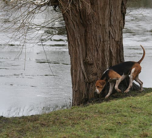 Fox Hound