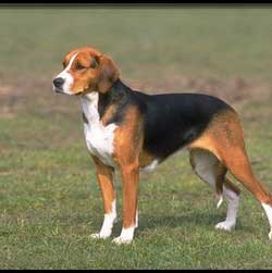 Fox Hound