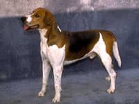 Fox Hound