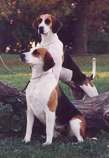 Fox Hound