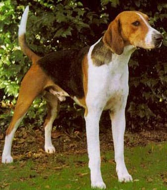 Fox Hound