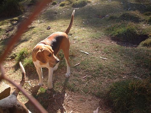 Fox Hound