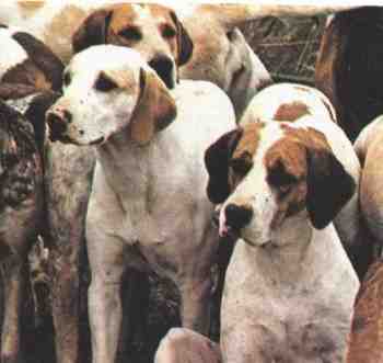 Fox Hound