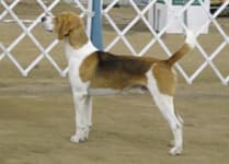 Fox Hound