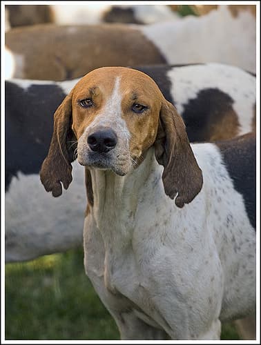 hound