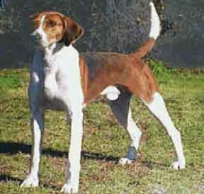 Fox Hound