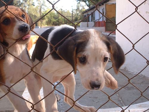 Fox Hound