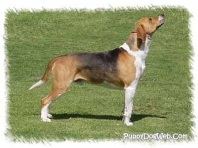 Fox Hound