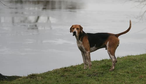 Fox Hound