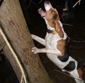 Fox Hound
