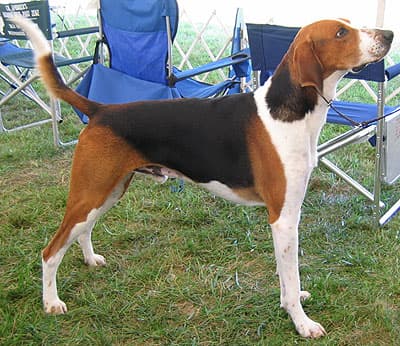 Fox Hound