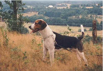 Fox Hound