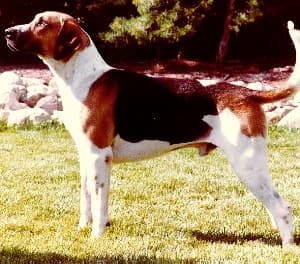 Fox Hound