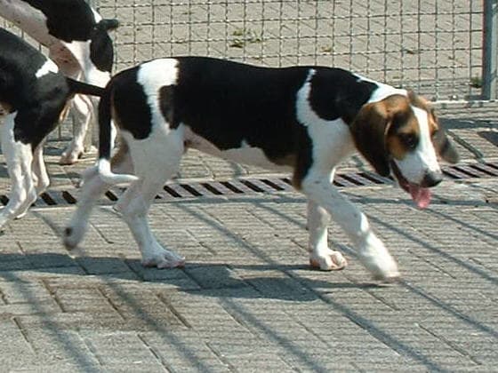 hound