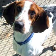 Fox Hound