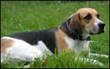 Fox Hound