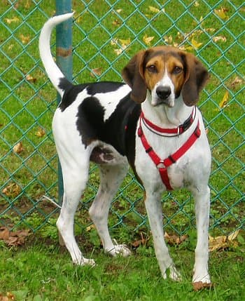 Fox Hound