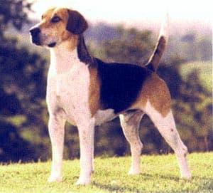 Fox Hound