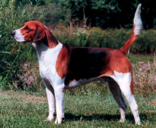 Fox Hound