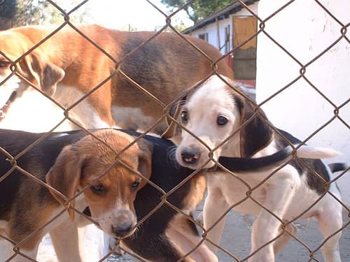 Fox Hound