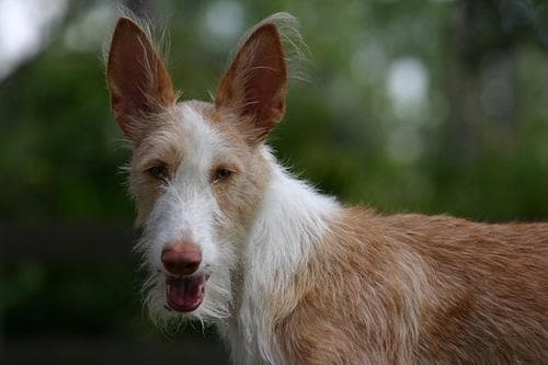 hound