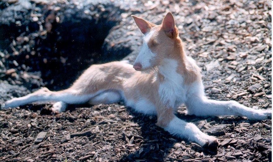 Ibizan Hound