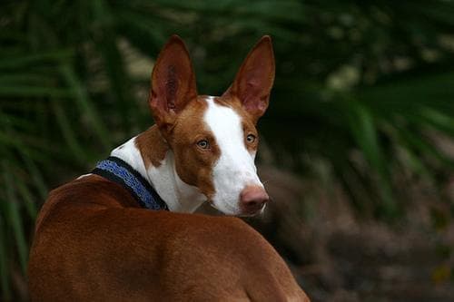 hound