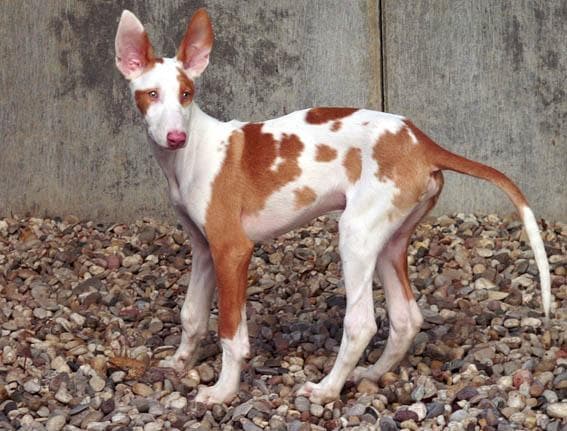 Ibizan Hound