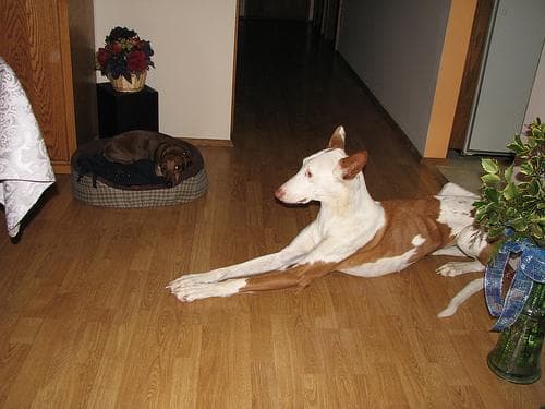 Ibizan Hound