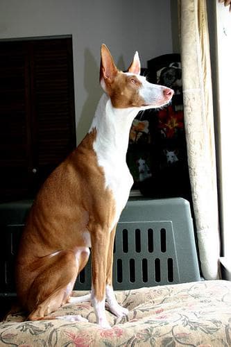 Ibizan Hound