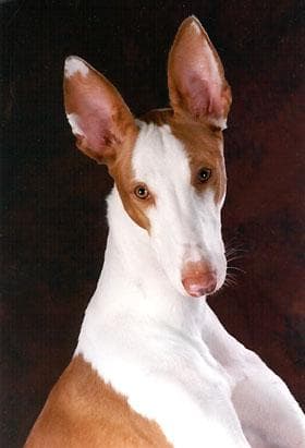 Ibizan Hound