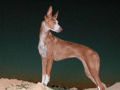 Ibizan Hound