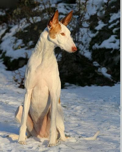 Ibizan Hound