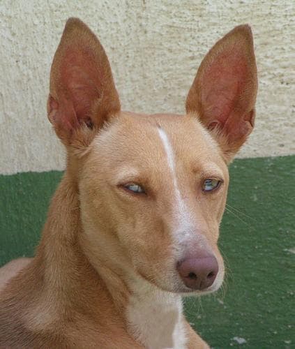 Ibizan Hound